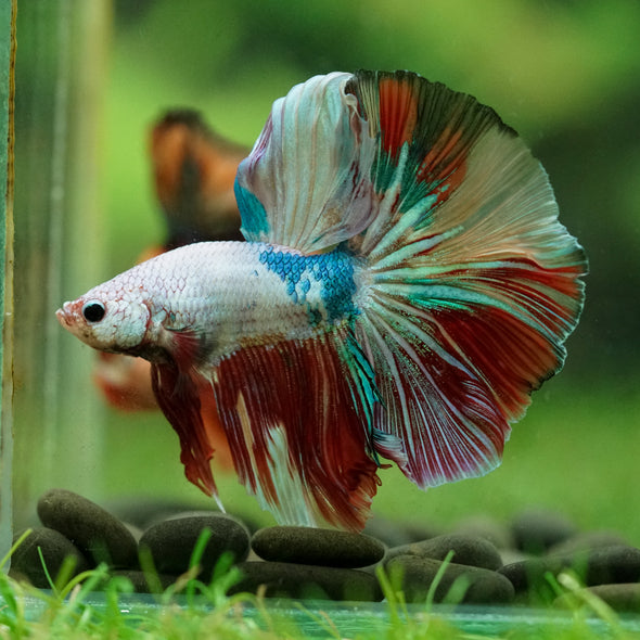 Galaxy/Candy Koi Halfmoon - 14 weeks old