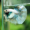 Dumbo Halfmoon - 14 weeks old