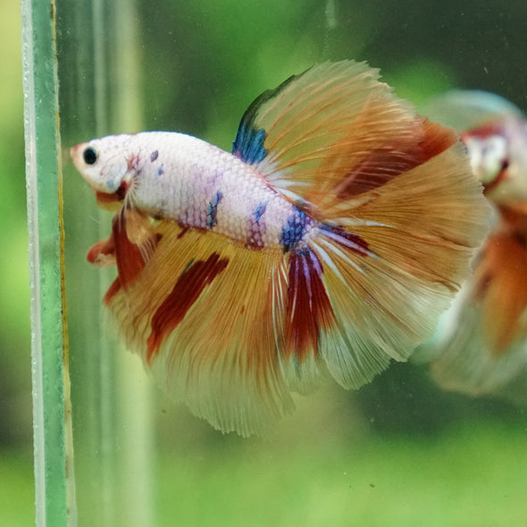 Galaxy/Candy Koi Halfmoon - 13 weeks old