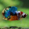 Multicolor/Galaxy Koi Plakat -16 weeks Old