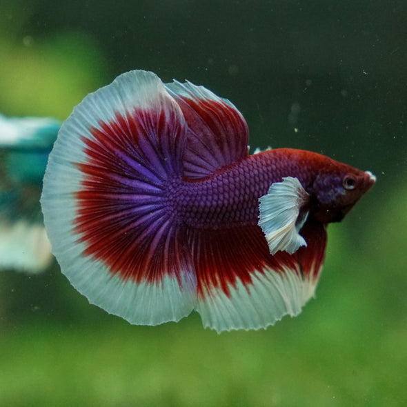 Dumbo Halfmoon - 10 weeks old