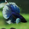 Dumbo Halfmoon - 12 weeks old