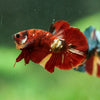 Multicolor/Galaxy Koi Plakat -16 weeks Old
