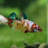 Multicolor/ Galaxy Koi Plakat - Female- 13 Weeks Old