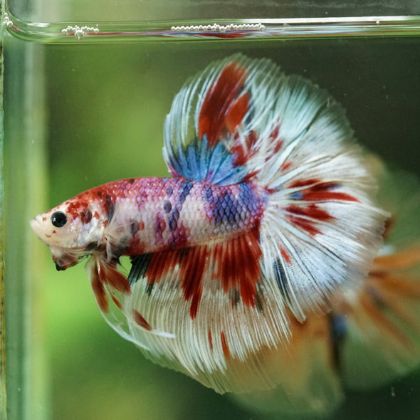 Galaxy/Candy Koi Halfmoon - 14 weeks old