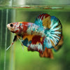 Multicolor/Galaxy Koi Plakat -16 weeks Old