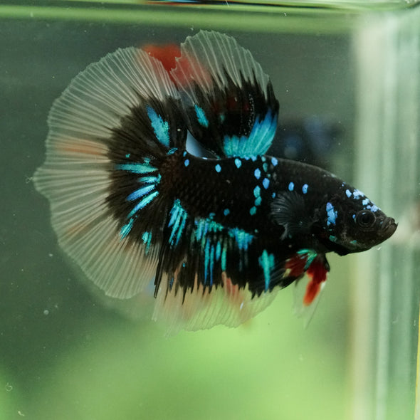 Black Base Galaxy/Candy Koi Halfmoon - 14 weeks old