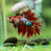 Galaxy/Candy Koi Halfmoon - 14 weeks old