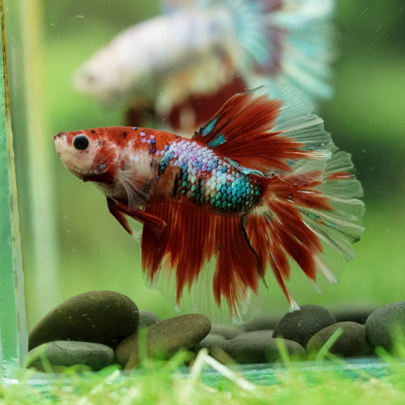 Galaxy/Candy Koi Halfmoon - 14 weeks old