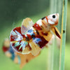 Multicolor/Galaxy Koi Plakat -16 weeks Old