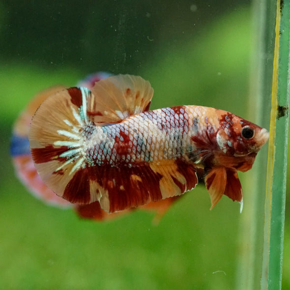 Multicolor/Galaxy Koi Plakat -16 weeks Old