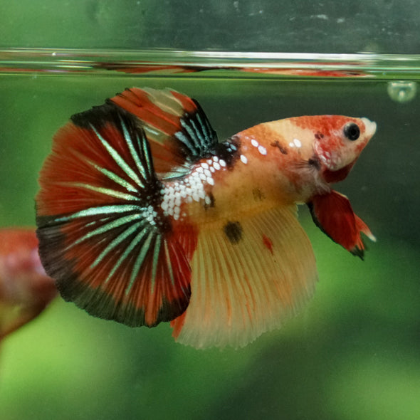 Galaxy Koi Halfmoon - 10 weeks old