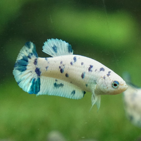 Blue/Green Dalmatian Plakat- Female