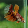 Multicolor/ Galaxy Koi Halfmoon- Female- 13 Weeks Old