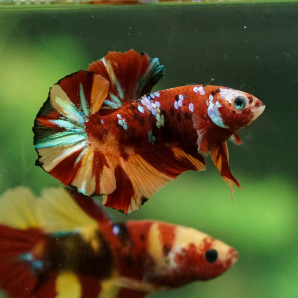 Multicolor/Galaxy Koi Plakat -13 weeks Old