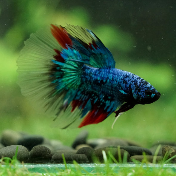 Black Base Galaxy Koi Halfmoon (Avatar) - 14 weeks old