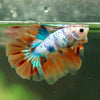 Galaxy/Candy Koi Halfmoon - 14 weeks old
