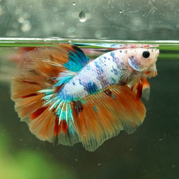 Galaxy/Candy Koi Halfmoon - 14 weeks old