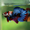 Multicolor/Galaxy Koi Plakat -16 weeks Old