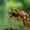 Galaxy Koi Halfmoon - 13 weeks old