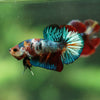 Multicolor/Galaxy Koi Plakat -16 weeks Old