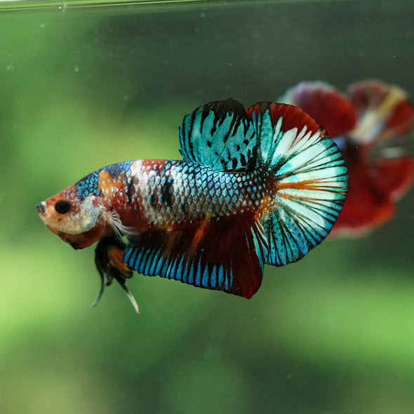Multicolor/Galaxy Koi Plakat -16 weeks Old