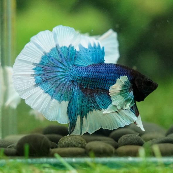 Dumbo Halfmoon - 12 weeks old