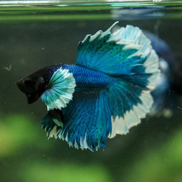 Dumbo Halfmoon - 12 weeks old