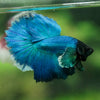Dumbo Halfmoon - 10 weeks old