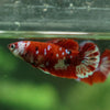 Multicolor/ Galaxy Koi Plakat- Female- 13 Weeks Old