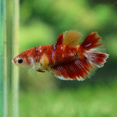 Multicolor/ Galaxy Koi Halfmoon - Female- 13 Weeks Old