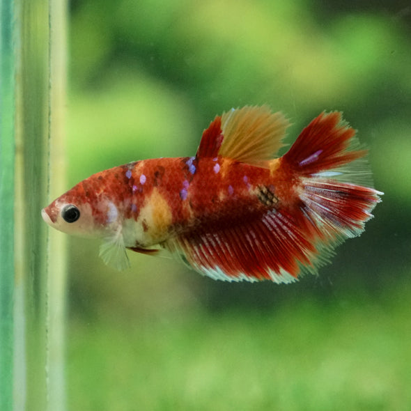 Multicolor/ Galaxy Koi Halfmoon - Female- 13 Weeks Old