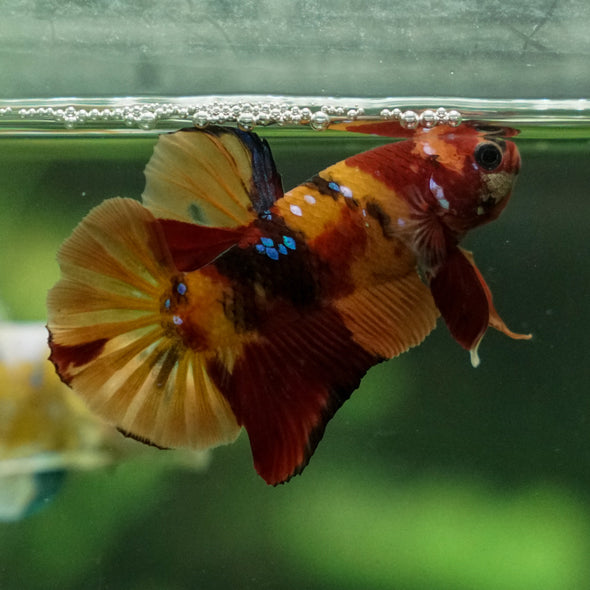 Multicolor/Galaxy Koi Plakat -13 weeks Old