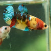 Multicolor/ Galaxy Koi Plakat- Female- 13 Weeks Old