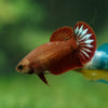 Red Fancy Plakat 13 Week Old- Female