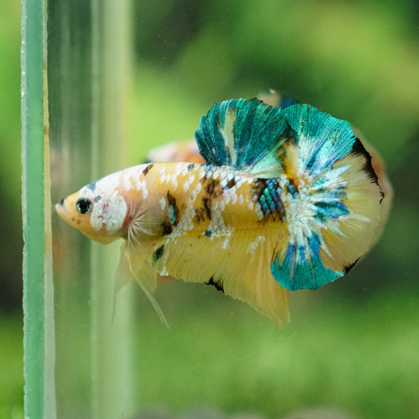 Galaxy Koi Plakat - Male