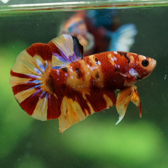 Multicolor/Galaxy Koi Plakat -15 weeks Old