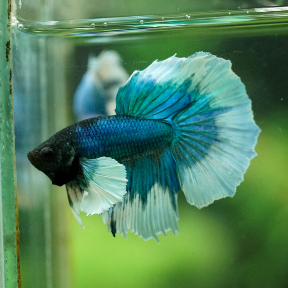 Dumbo Halfmoon - 12 weeks old