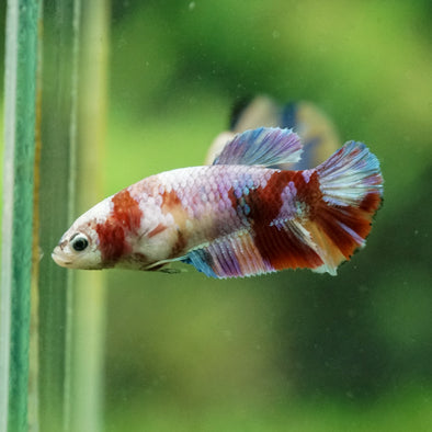 Multicolor/ Galaxy Koi Plakat- Female- 13 Weeks Old