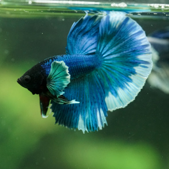 Dumbo Halfmoon - 11 weeks old