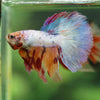 Galaxy/Candy Koi Halfmoon - 11 weeks old