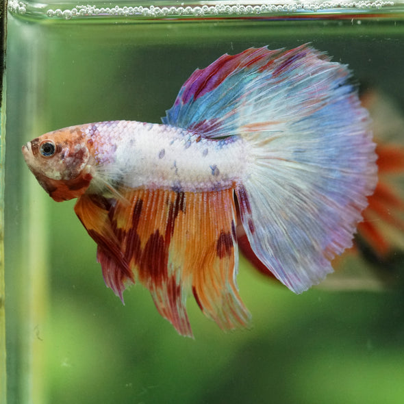 Galaxy/Candy Koi Halfmoon - 11 weeks old
