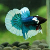 Dumbo Halfmoon - 12 weeks old