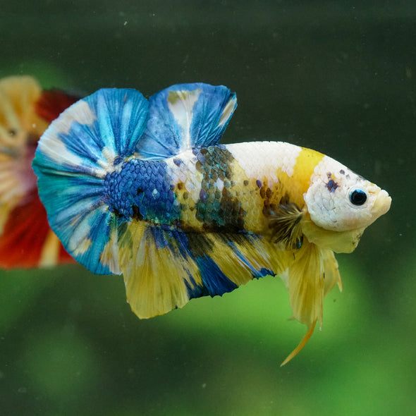 Multicolor/Galaxy Koi Plakat -16 weeks Old