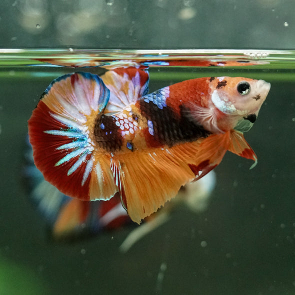 Multicolor/Galaxy Koi Plakat -10 weeks Old