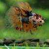 Galaxy/Candy Koi Halfmoon - 14 weeks old