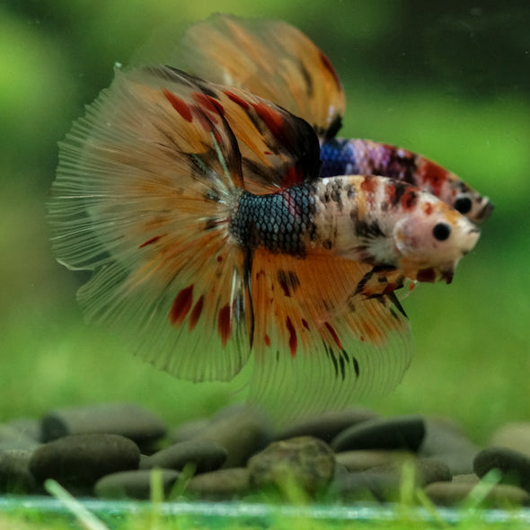 Galaxy/Candy Koi Halfmoon - 14 weeks old