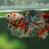 Galaxy/Candy Koi Halfmoon - 14 weeks old