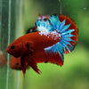 Red Fancy (Hell Boy) Plakat -13 weeks Old