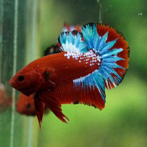 Red Fancy (Hell Boy) Plakat -13 weeks Old